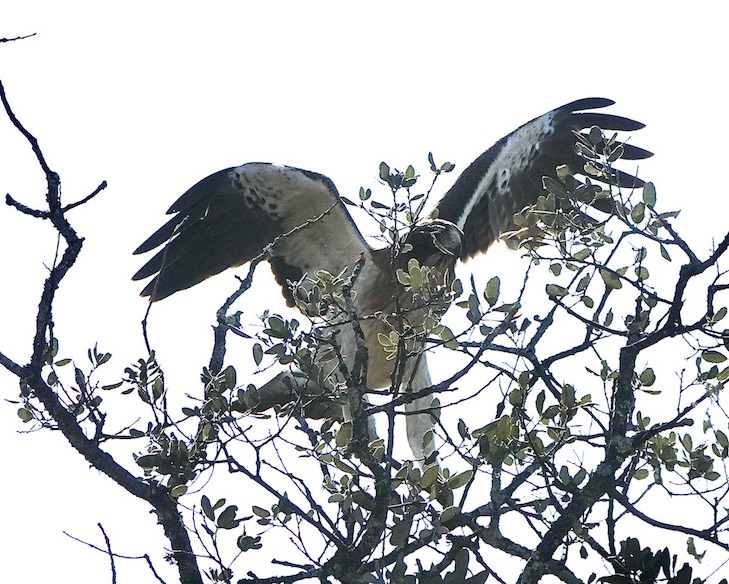 booted eagle